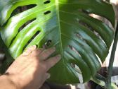 Didzialape monstera deliciosa - nuotraukos Nr. 2