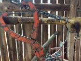 Rastu gervė - nuotraukos Nr. 7