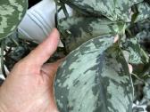 Didelis Scindapsus Pictus augalas - nuotraukos Nr. 2
