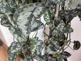 Didelis Scindapsus Pictus augalas - nuotraukos Nr. 3