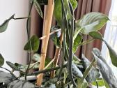 Didelis Scindapsus Pictus augalas - nuotraukos Nr. 4