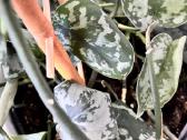 Didelis Scindapsus Pictus augalas - nuotraukos Nr. 5