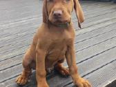 Vizsla Šuniukai pasiruošę keliauti į naujus namus - nuotraukos Nr. 32