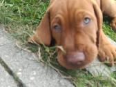 Vizsla Šuniukai pasiruošę keliauti į naujus namus - nuotraukos Nr. 33