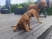 Vizsla Šuniukai pasiruošę keliauti į naujus namus - nuotraukos Nr. 34
