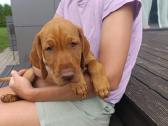 Vizsla Šuniukai pasiruošę keliauti į naujus namus - nuotraukos Nr. 3