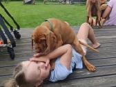Vizsla Šuniukai pasiruošę keliauti į naujus namus - nuotraukos Nr. 4