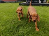 Vizsla Šuniukai pasiruošę keliauti į naujus namus - nuotraukos Nr. 2