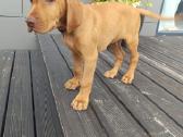 Vizsla Šuniukai pasiruošę keliauti į naujus namus - nuotraukos Nr. 35