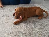 Vizsla Šuniukai pasiruošę keliauti į naujus namus - nuotraukos Nr. 36