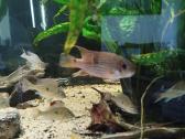 Parduodu Aequidens diadema - nuotraukos Nr. 2