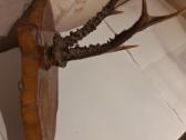 Stirnino ragų pora ant medinio stovo - nuotraukos Nr. 3