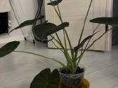 Alocasia Regal Shields - nuotraukos Nr. 2