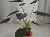 Alocasia Regal Shields - nuotraukos Nr. 2