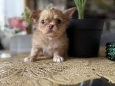 Chihuahua šuniukai - nuotraukos Nr. 4