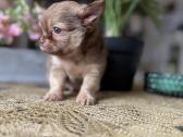 Chihuahua šuniukai - nuotraukos Nr. 7
