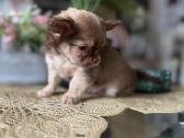 Chihuahua šuniukai - nuotraukos Nr. 9