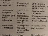 P.gailevičius-plaukų ligos - nuotraukos Nr. 3