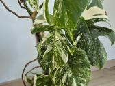 Monstera albo variegata - nuotraukos Nr. 2