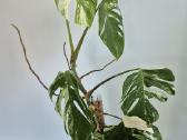 Monstera albo variegata - nuotraukos Nr. 3