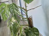 Monstera albo variegata - nuotraukos Nr. 4