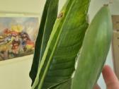 Strelitzia Reginae variegata labai retas augalas - nuotraukos Nr. 3