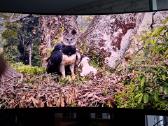 Monitorius Msi Mpg 321curx - 240hz 4k 32'' - nuotraukos Nr. 3
