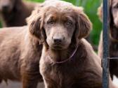 Lygiaplaukiai ir Labradoro retriveriai- Gojus - nuotraukos Nr. 5