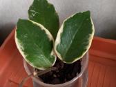 Hoya 's - nuotraukos Nr. 12