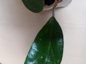 Hoya 's - nuotraukos Nr. 13