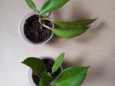Hoya 's - nuotraukos Nr. 15