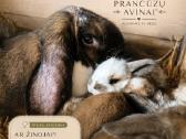 Prancūzų avinai (triušiai) - nuotraukos Nr. 3