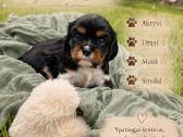 Kavalieriaus Karaliaus Karolio spanielių mažylės - nuotraukos Nr. 3