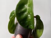 Hoya 's - nuotraukos Nr. 16