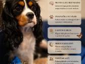 Kavalieriaus Karaliaus Karolio spanielių mažylės - nuotraukos Nr. 7