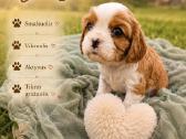 Kavalieriaus Karaliaus Karolio spanielių mažylės - nuotraukos Nr. 6