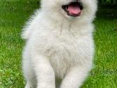 Akita inu vada. - nuotraukos Nr. 2