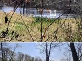 Parduodamas parkas - sodyba 3,6ha - nuotraukos Nr. 3