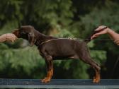 Dobermano veislės kalytė - nuotraukos Nr. 2