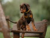 Dobermano veislės kalytė - nuotraukos Nr. 3
