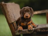 Dobermano veislės kalytė - nuotraukos Nr. 4