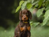 Dobermano veislės kalytė - nuotraukos Nr. 5