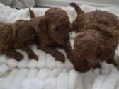 Toy Pudeliai - nuotraukos Nr. 11
