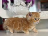 Munchkin - nuotraukos Nr. 6