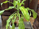 Kambarine gele "dracena'.80cm. - nuotraukos Nr. 4