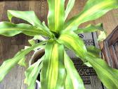 Kambarine gele "dracena'.80cm. - nuotraukos Nr. 2