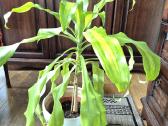 Kambarine gele "dracena Massangeana".80cm. - nuotraukos Nr. 2