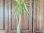 Kambarine gele"dracena" 180cm. - nuotraukos Nr. 2