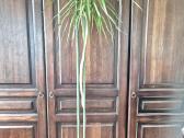 Kambarine gele"dracena" 180cm. - nuotraukos Nr. 3