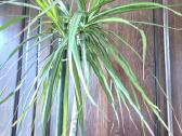 Kambarine gele"dracena" 180cm. - nuotraukos Nr. 4